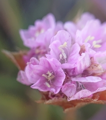 Armeria welwitschii