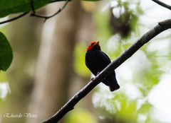 Ceratopipra rubrocapilla