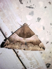 Bastilla