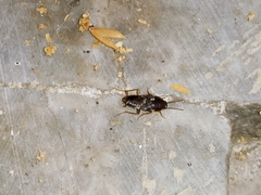 Myrmecoblatta hebardi