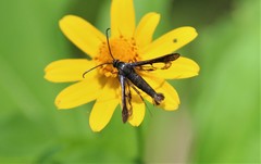 Synanthedon hela