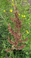 Rumex pseudonatronatus