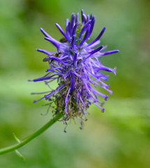 Phyteuma persicifolium