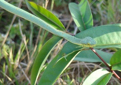 Bothrops bilineatus
