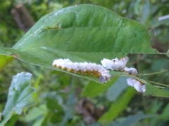 Macremphytus tarsatus