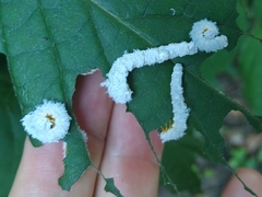 Macremphytus tarsatus