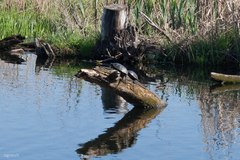 Emys orbicularis orbicularis