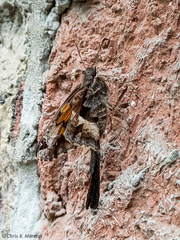 Chioides iverna