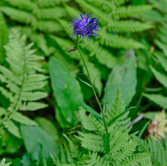 Phyteuma persicifolium