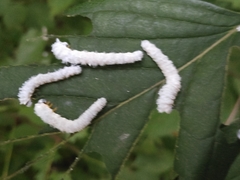 Macremphytus tarsatus