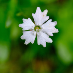 Heliosperma