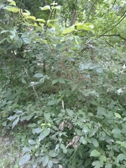 Macremphytus tarsatus