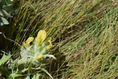 Astragalus dasyanthus