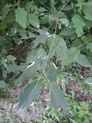 Macremphytus tarsatus