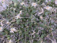 Brickellia atractyloides
