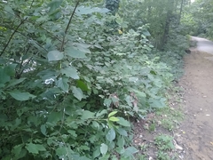 Macremphytus tarsatus