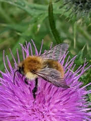 Bombus pascuorum