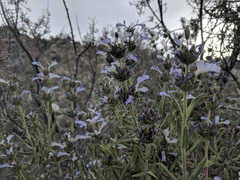 Salvia eremostachya