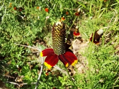 Ratibida peduncularis