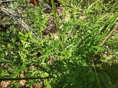 Ratibida peduncularis