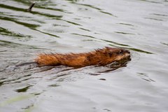 Ondatra zibethicus