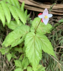 Begonia decandra