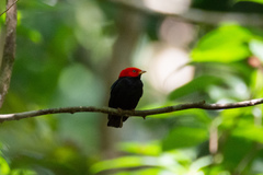 Ceratopipra rubrocapilla