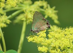 Cyanophrys miserabilis