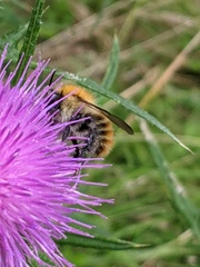 Bombus pascuorum