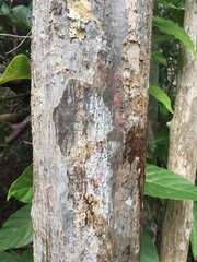 Coccoloba pubescens