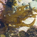 Wakame - Photo (c) Lloyd Esler, some rights reserved (CC BY-NC), uploaded by Lloyd Esler