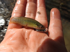 Fundulus chrysotus
