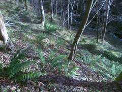 Polystichum aculeatum