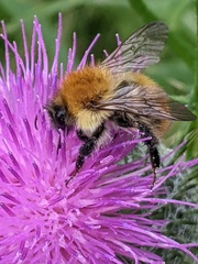 Bombus pascuorum