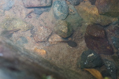 Leptodactylus albilabris