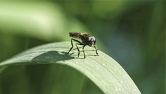 Pyrophaena granditarsis