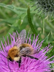 Bombus pascuorum