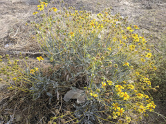 Encelia farinosa