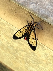 Paraethria flavosignata