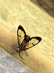 Paraethria flavosignata