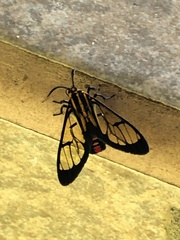 Paraethria flavosignata