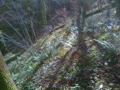 Polystichum aculeatum