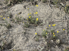 Oncosiphon pilulifer