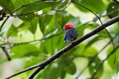 Ceratopipra rubrocapilla