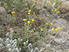 Oncosiphon pilulifer