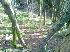 Polystichum aculeatum