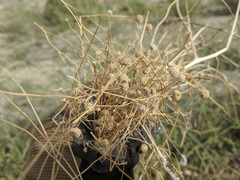 Oncosiphon pilulifer