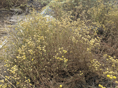 Oncosiphon pilulifer