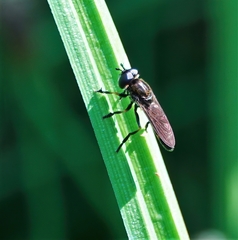 Pyrophaena granditarsis