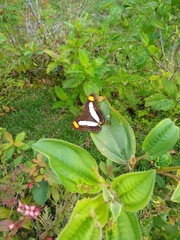 Adelpha basiloides